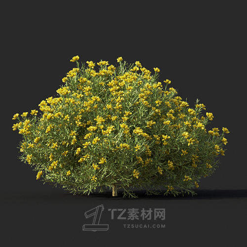 Maxtree - Plant Models Vol.60