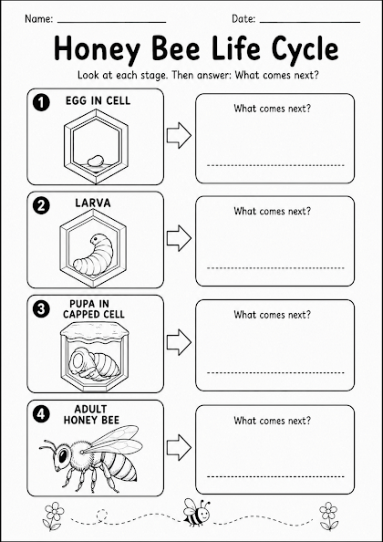 Honey Bee Life Cycle Worksheet