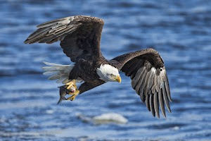 Eagle Wallpaper