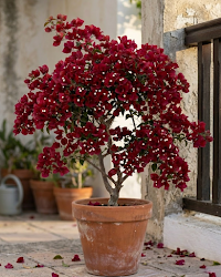 Imported Chocolate Red Bougainvillea Plant