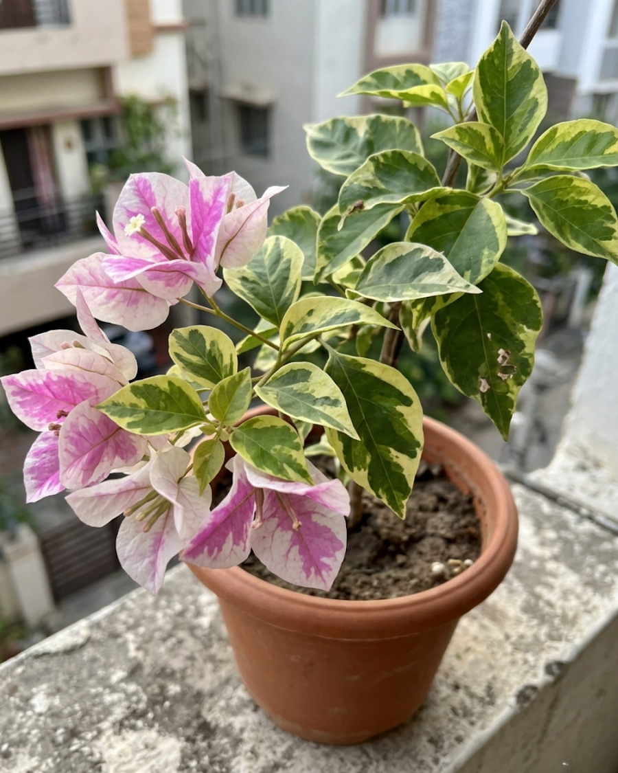Imported Splash Variegated Bougainvillea Plant — view 6