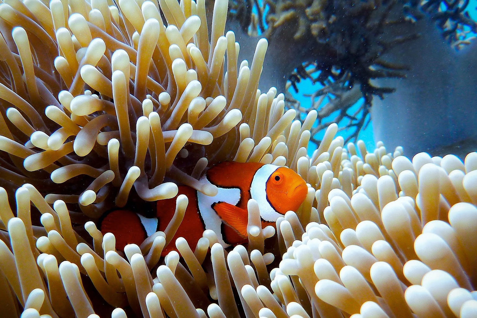A clownfish amongst anemone tentacles