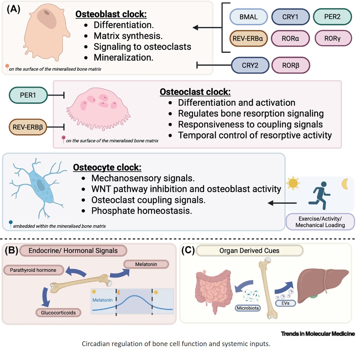 Rhythms in your bones: how circadian rhythms impact bone cell function and skeletal health