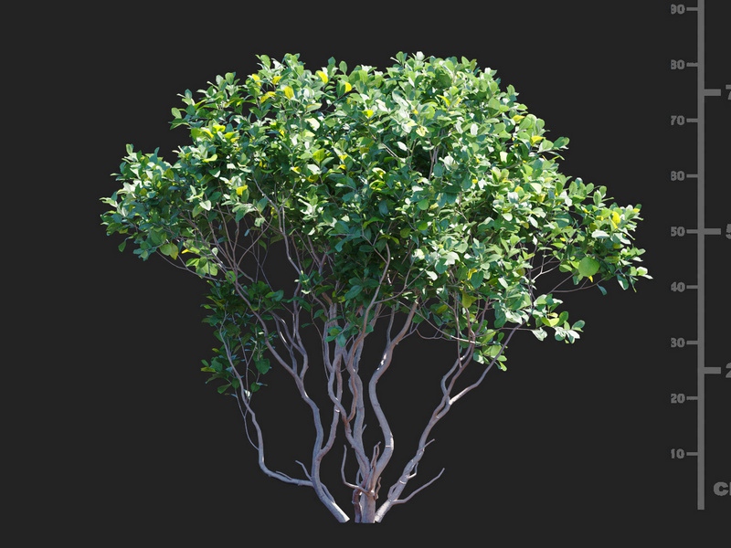 Maxtree - Plant Models Vol.112