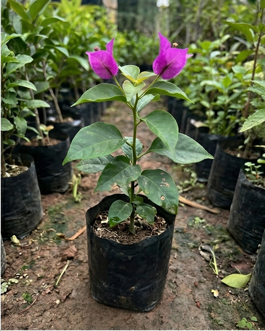 Imported Butterfly Purple Bougainvillea Plant — view 2