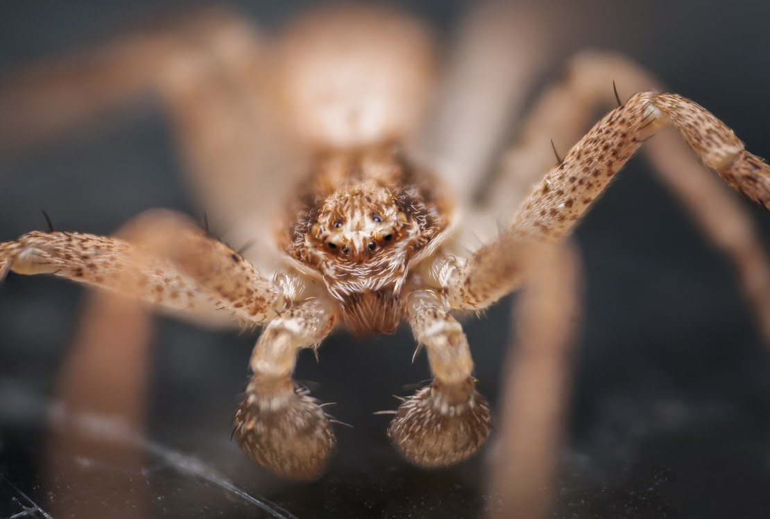 Philodromus sp.