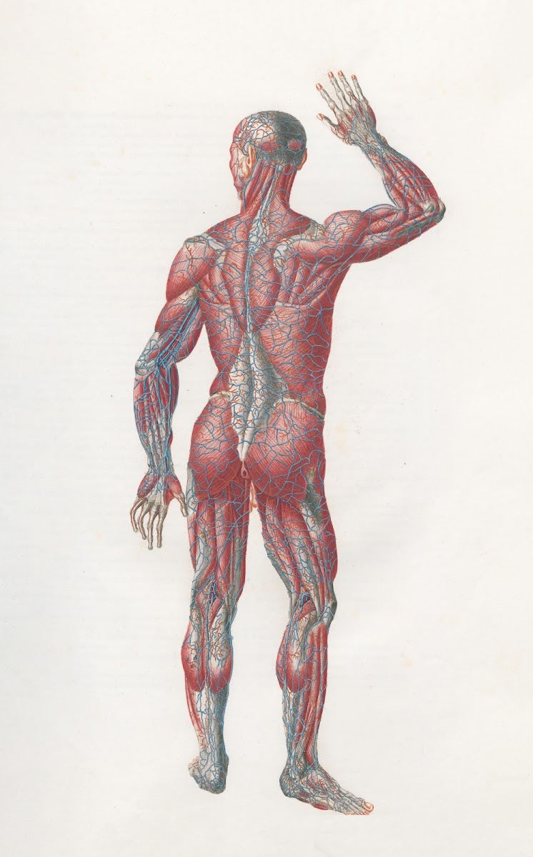 Anatomia Universale Pl07 1833