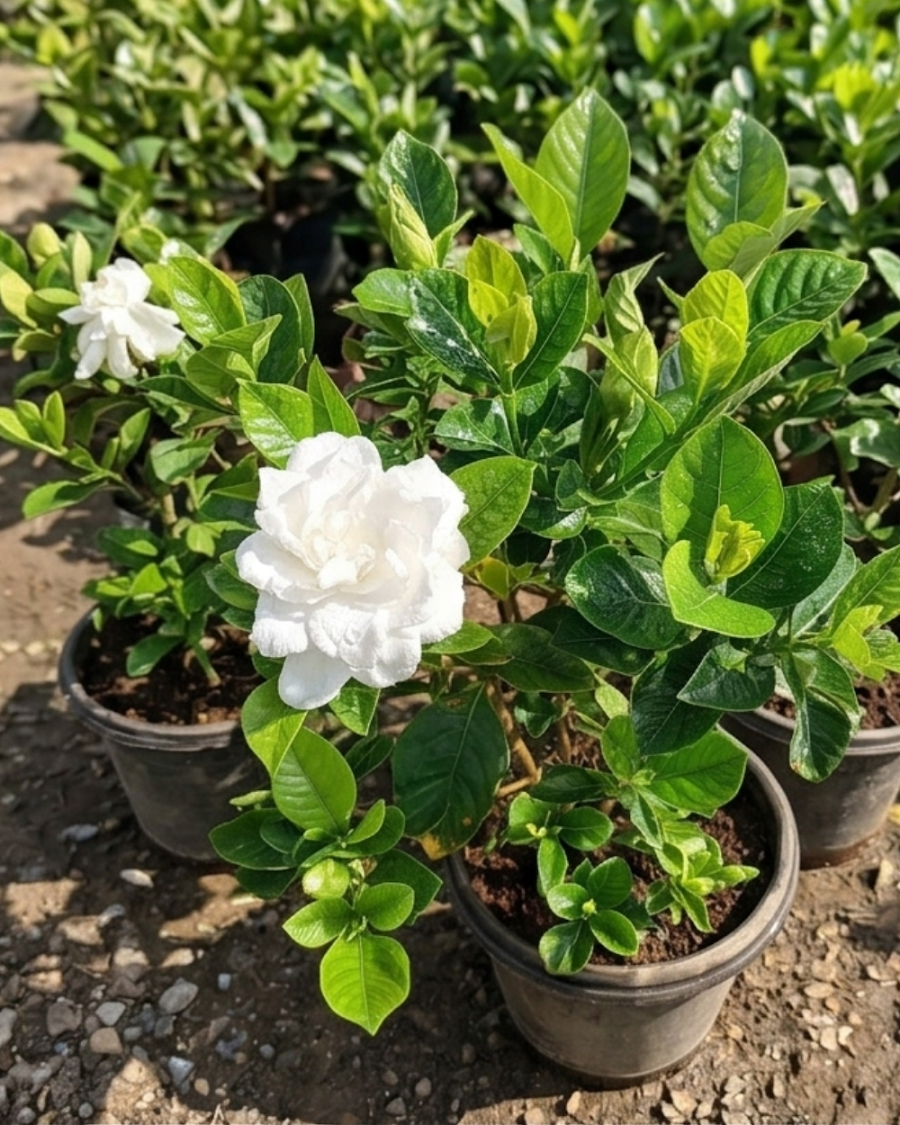 Gondhoraj Double Petal Plant — view 3