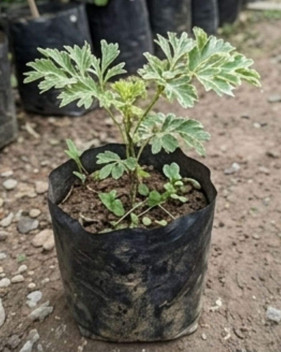 Aralia Variegated Plant — view 2