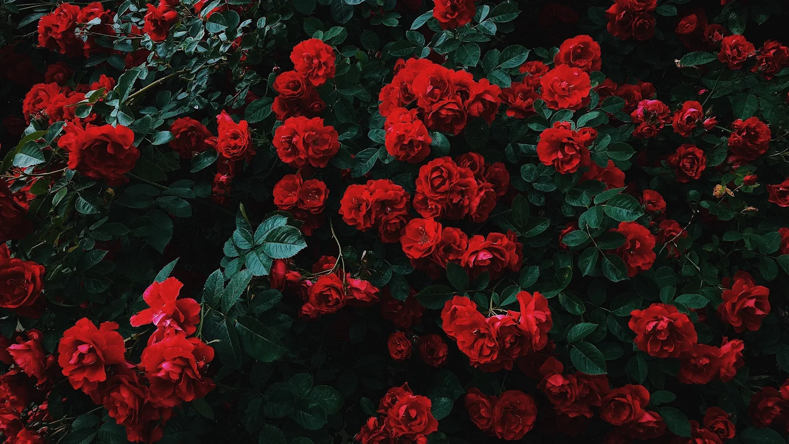Flowers, Nature, Landscape, Red, Plants 4K Desktop, iPhone Wallpaper Background