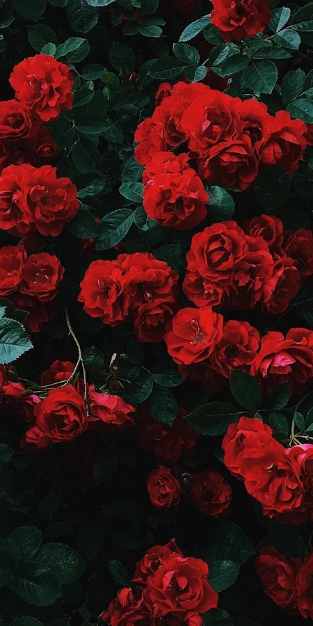 Flowers, Nature, Landscape, Red, Plants 4K Phone Wallpaper