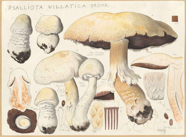 Psalliota villatica Brond 1915 1945