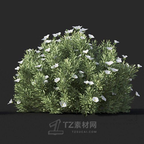 Maxtree - Plant Models Vol.60