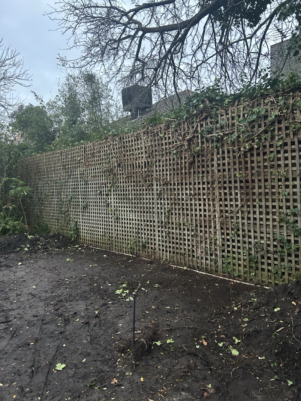 English ivy (Hedera helix) removed from the fence line