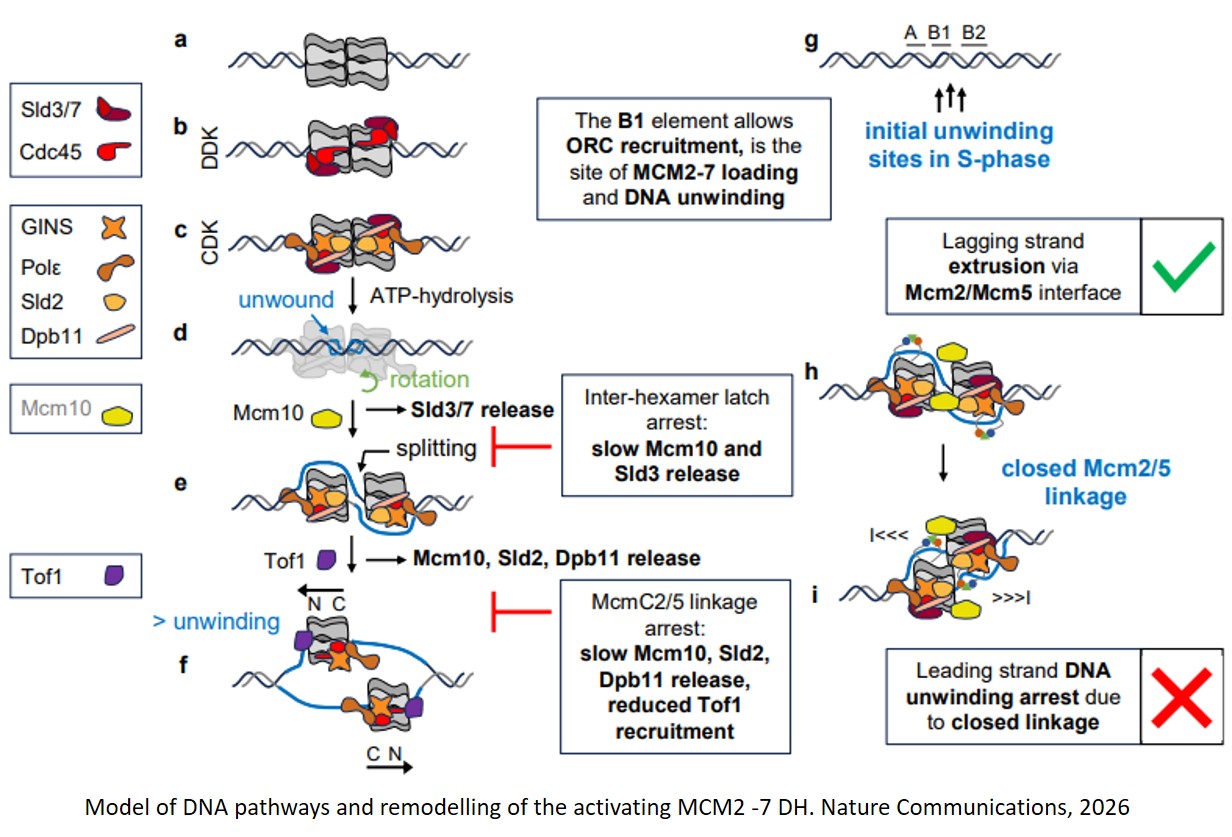 Mechanisms of MCM2–7 helicase activation and initial DNA melting at near base-pair resolution
