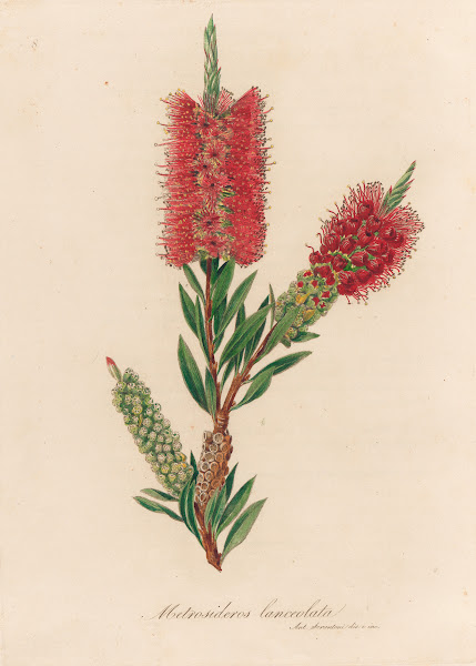 Metrosideros lanceolata 1818 1824