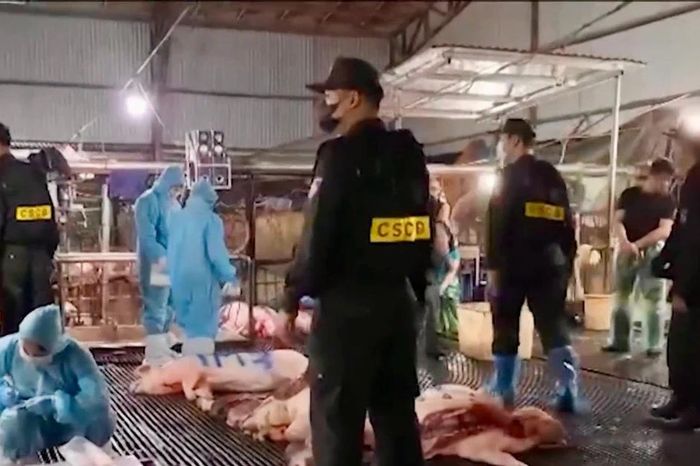 Vụ 300 tấn thịt lợn bệnh: Cảnh báo từ 'lỗ hổng' quản lý - Chuyên trang An Ninh Thủ Đô - Báo Công an nhân dân