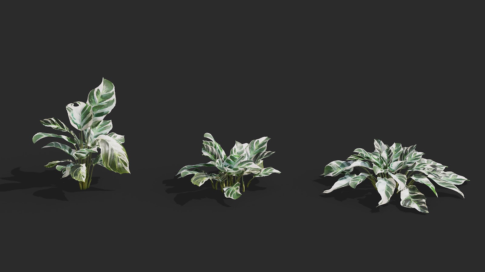 Maxtree - Plant Models Vol.62