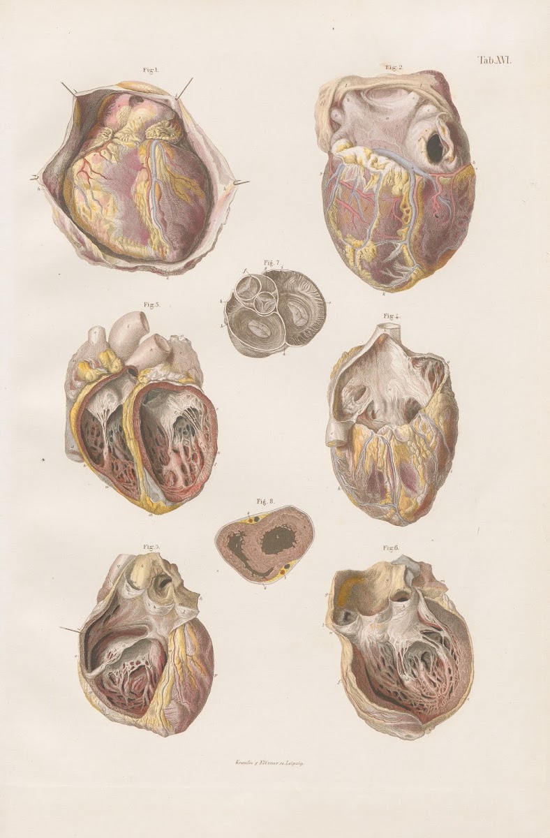 The heart its cavities and valves 1880