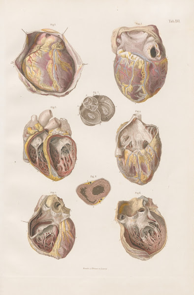 The heart its cavities and valves 1880