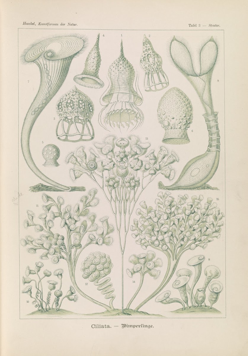 Ciliata  Wimperlinge 1904