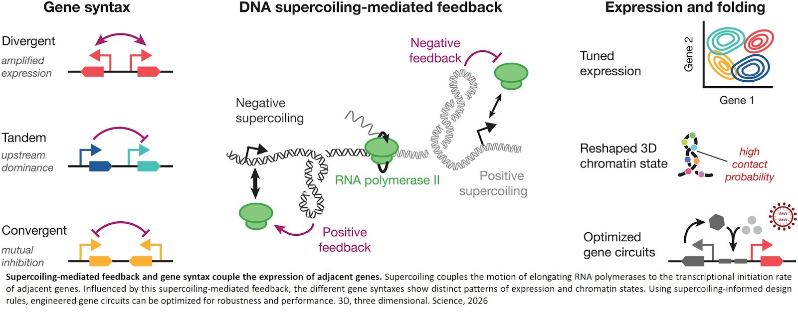 Gene circuits reshape DNA folding and affect how genes are expressed