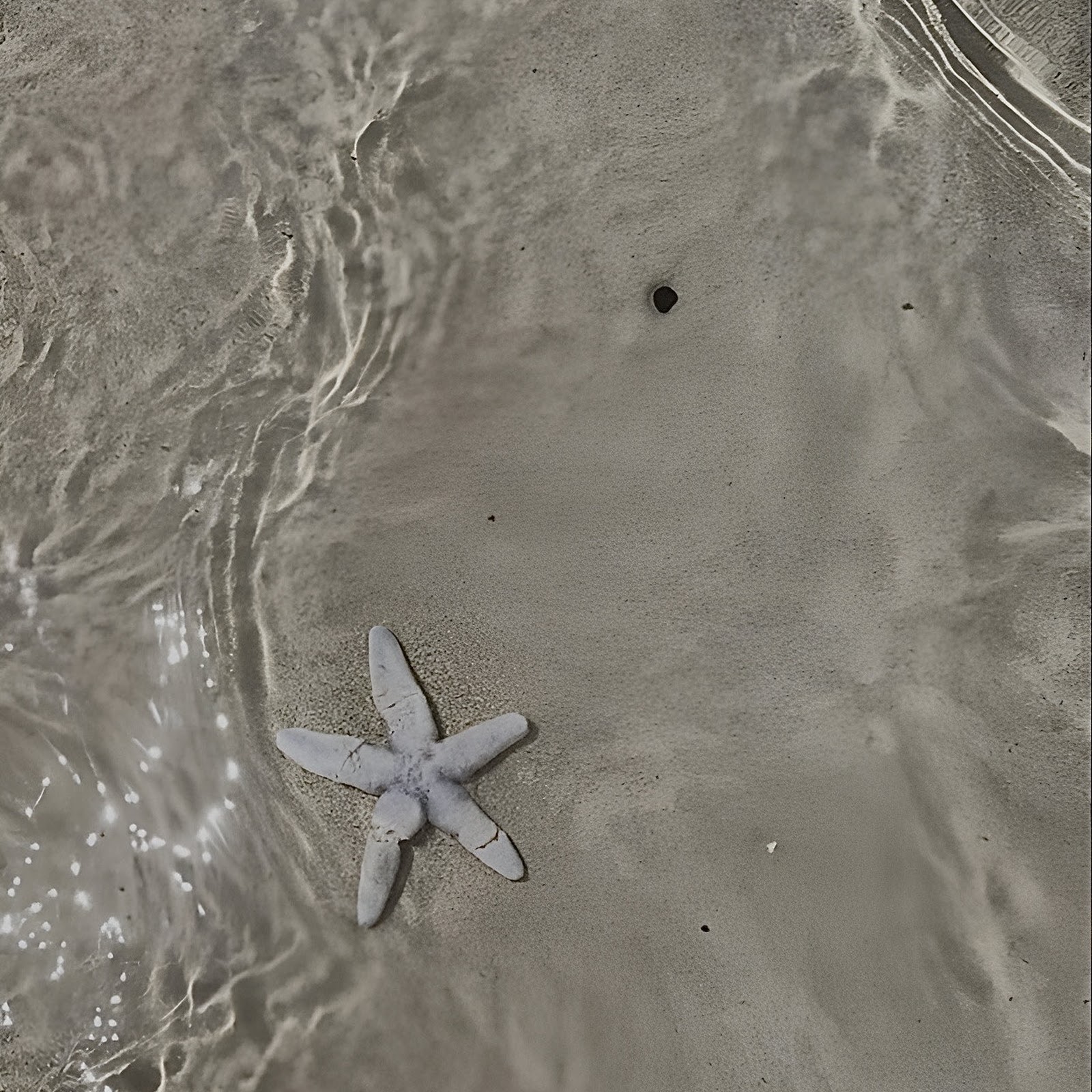 Download Starfish Under Shallow Water Full HD iPhone