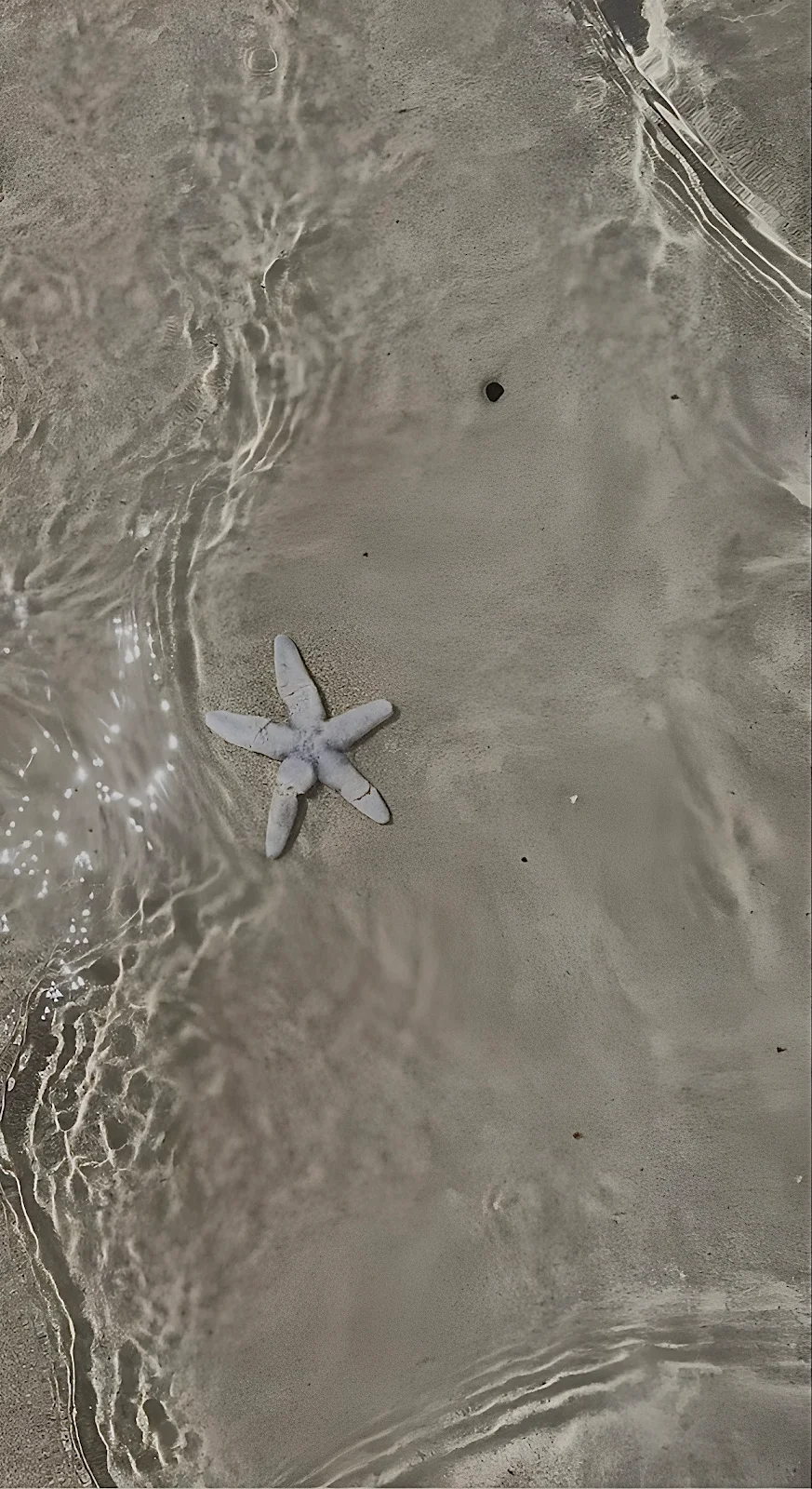 Starfish Under Shallow Water - Nature Photography Full HD iPhone Wallpaper (1248x2288)