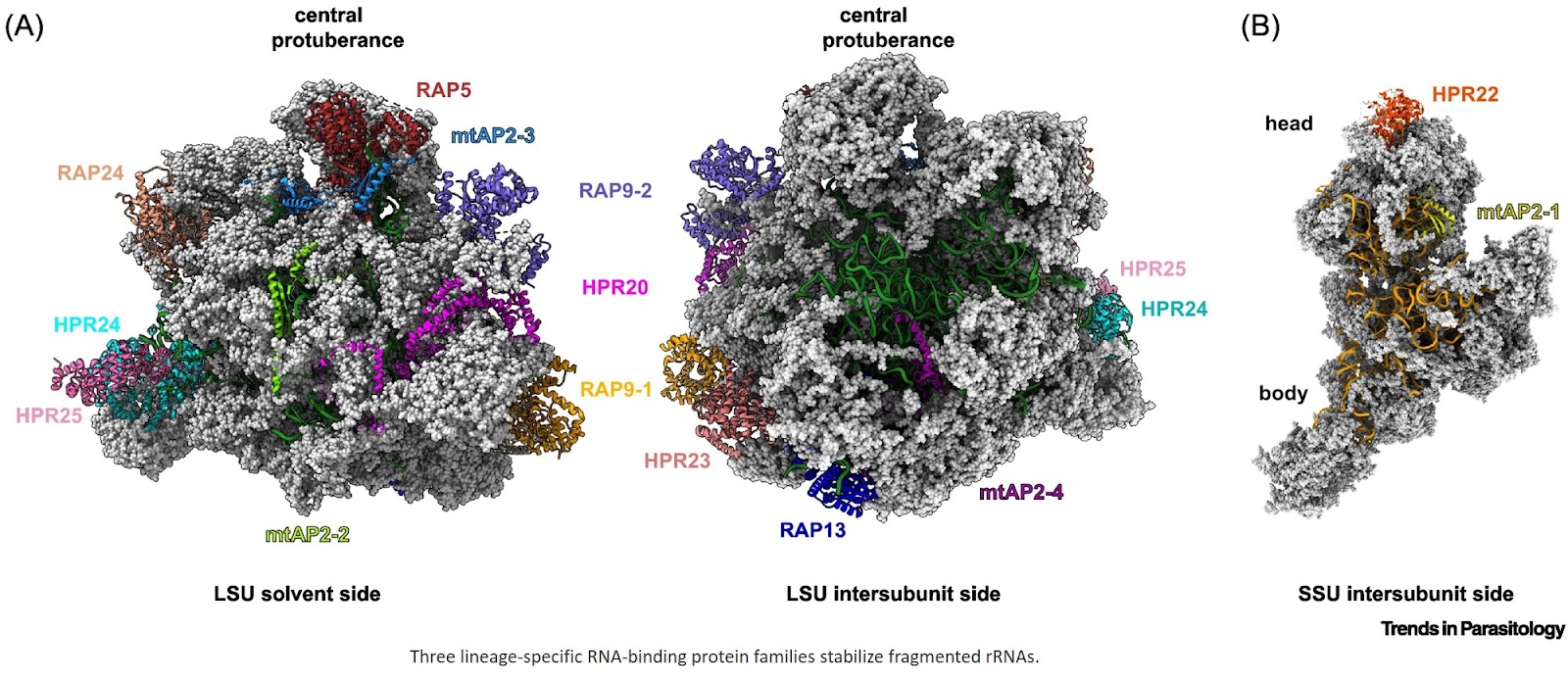 Fragmented rRNAs and lineage-specific RNA-binding proteins define myzozoan mitoribosomes