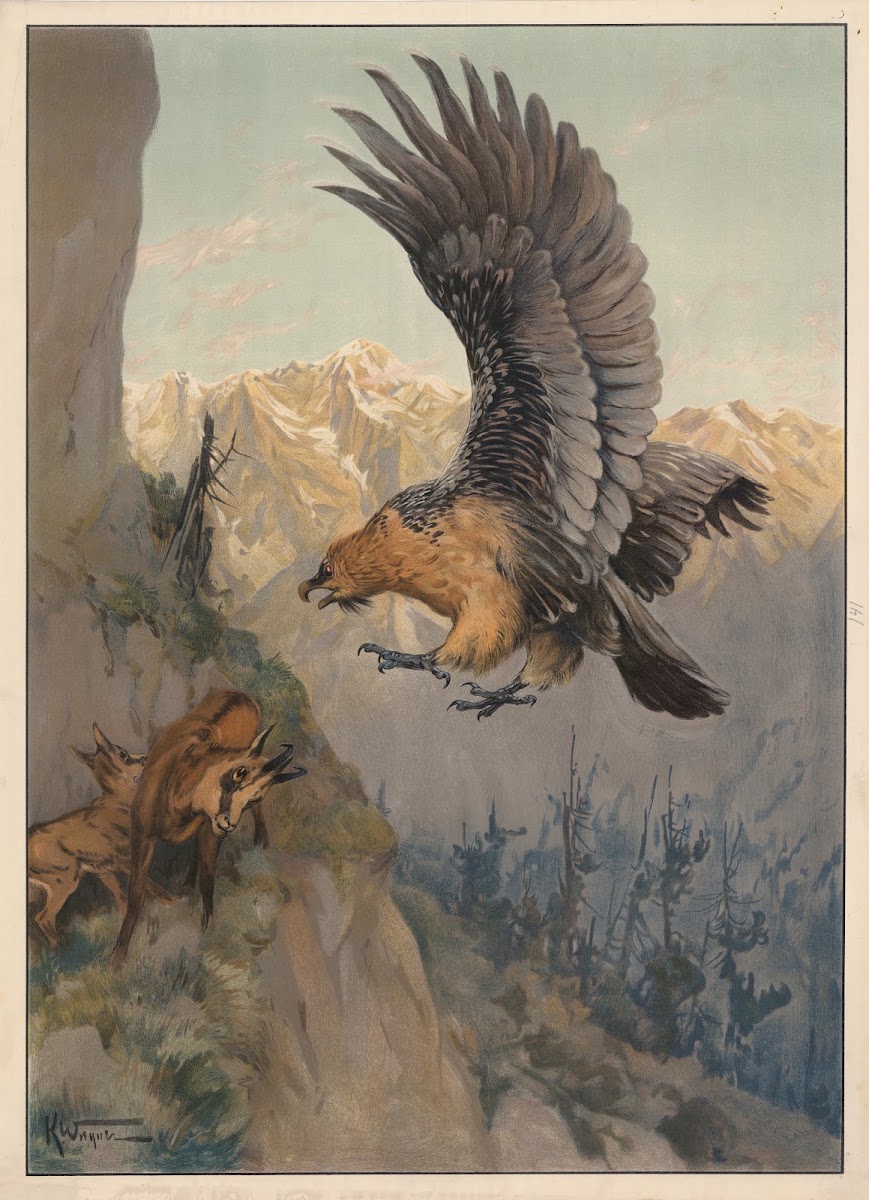 Lammegrib 1913