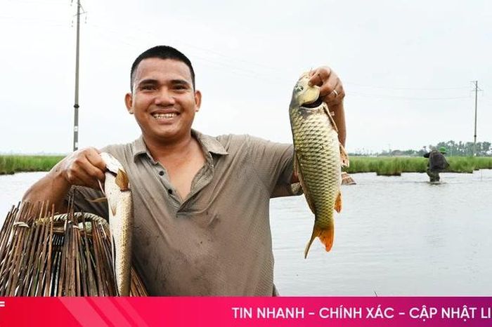 Náo nhiệt 'ngày hội' úp nơm bắt cá ở Hà Tĩnh - Báo Hà Tĩnh