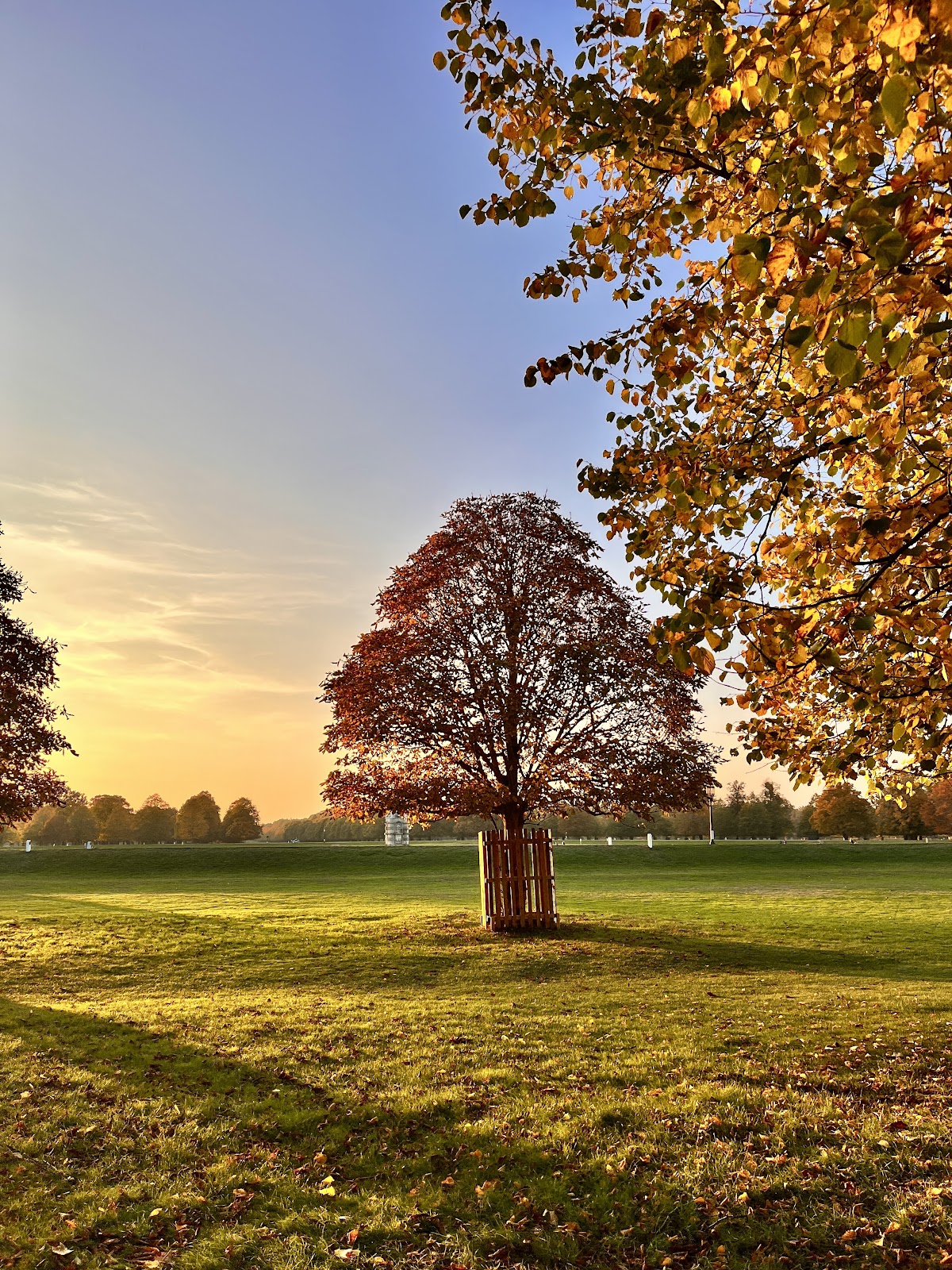 Sunset in Bushy Park, London