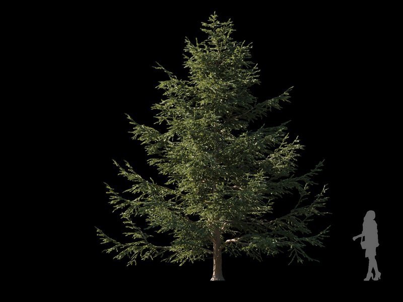 Maxtree - Plant Models Vol.120