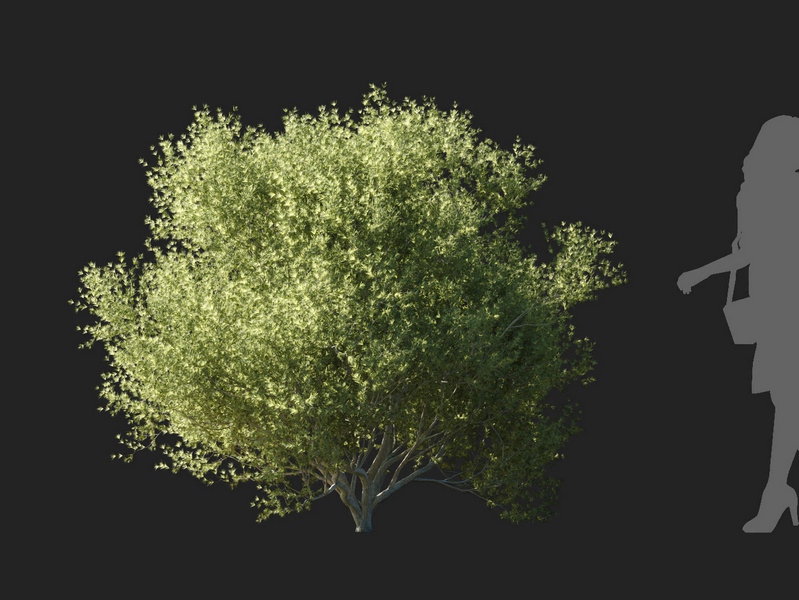 Maxtree - Plant Models Vol.127