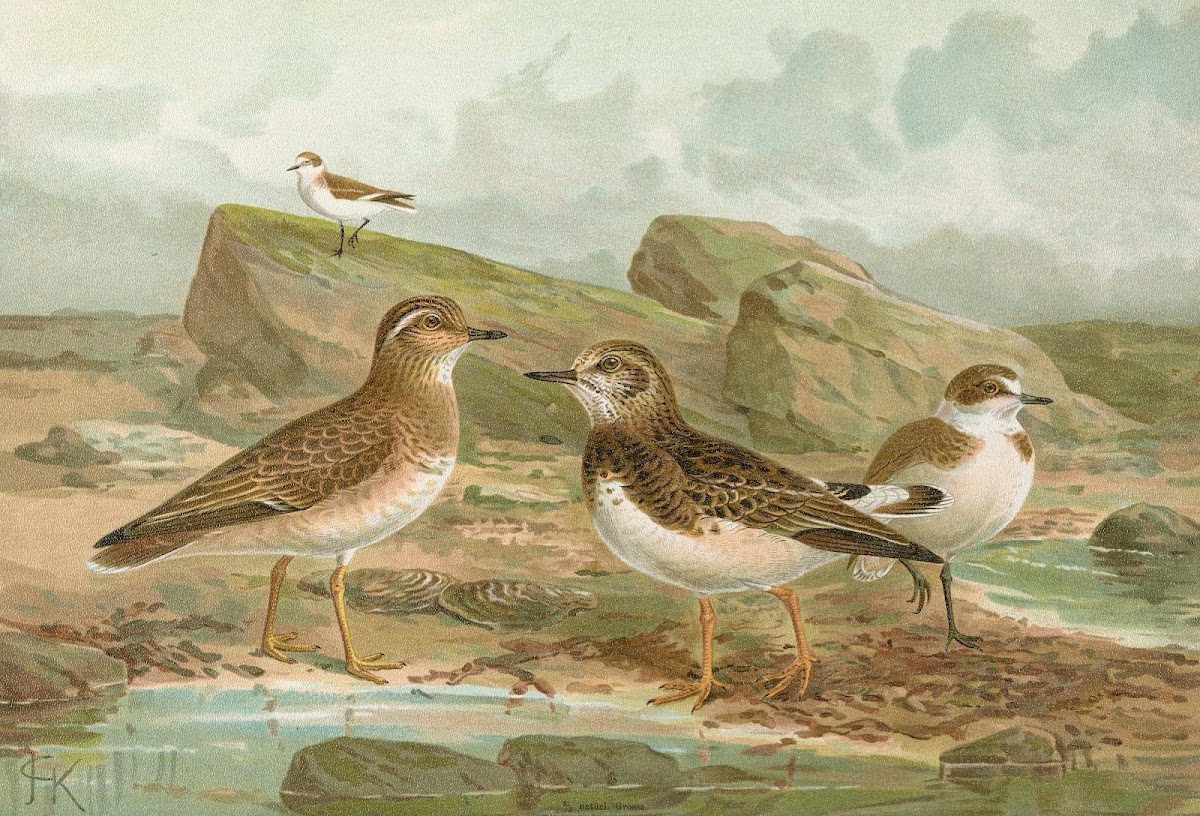 Charadrius morinellus Arenaria interpres Charadrius alexandrinus