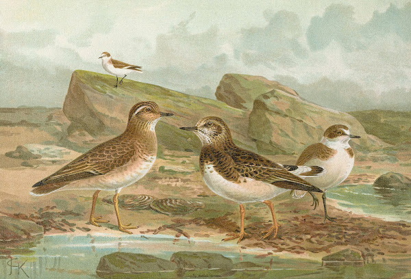 Charadrius morinellus Arenaria interpres Charadrius alexandrinus