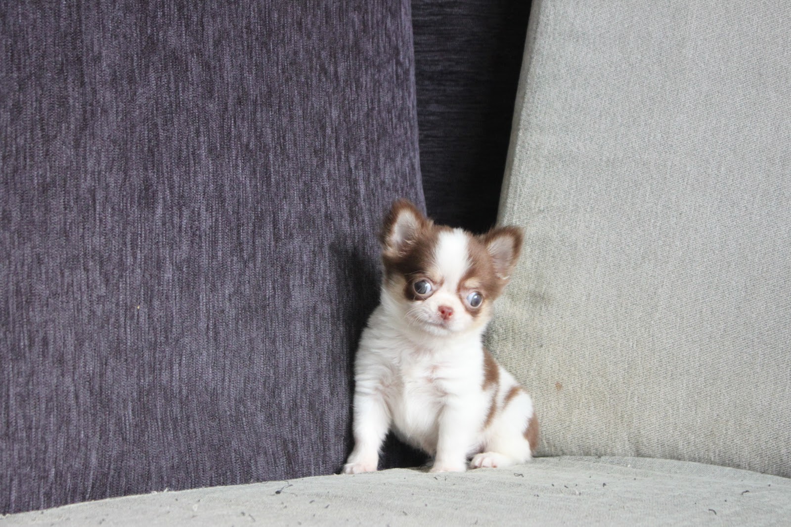 10/17出生 高端優質近茶杯長毛吉娃娃巧克力白花妹妹