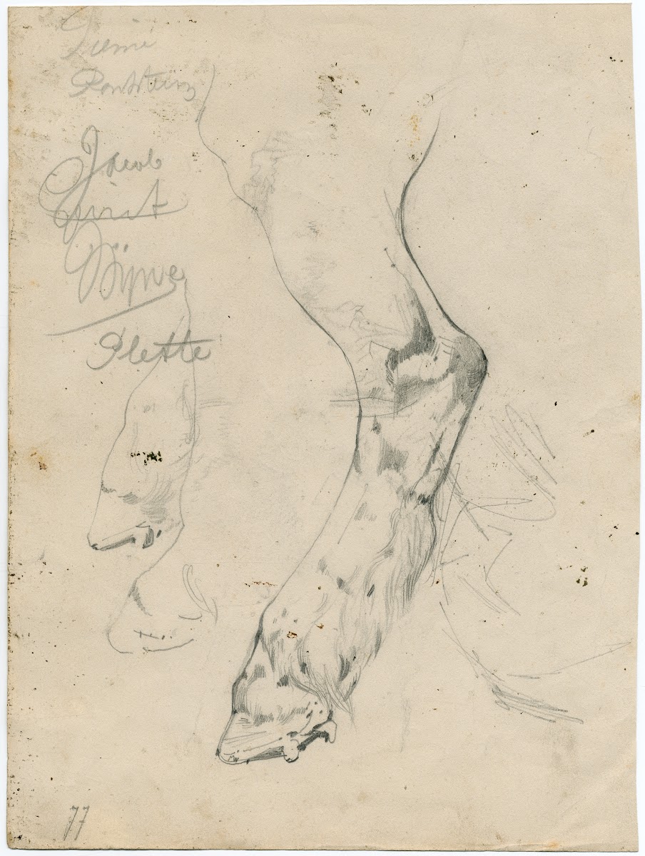 Cows paw 1877