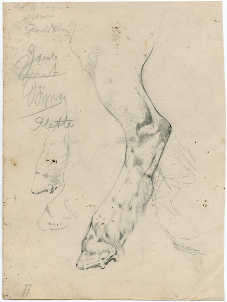 Cows paw 1877