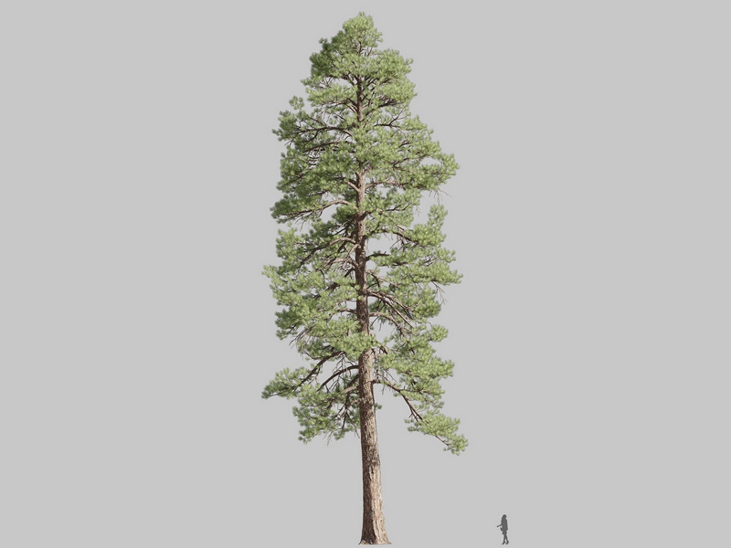Maxtree - Plant Models Vol.126