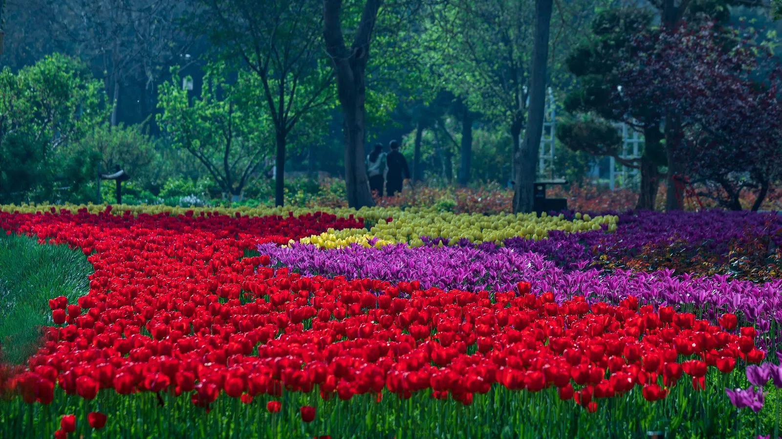 Vibrant Tulip Garden Park - Nature Photography 5K Wallpaper (5764x3242)