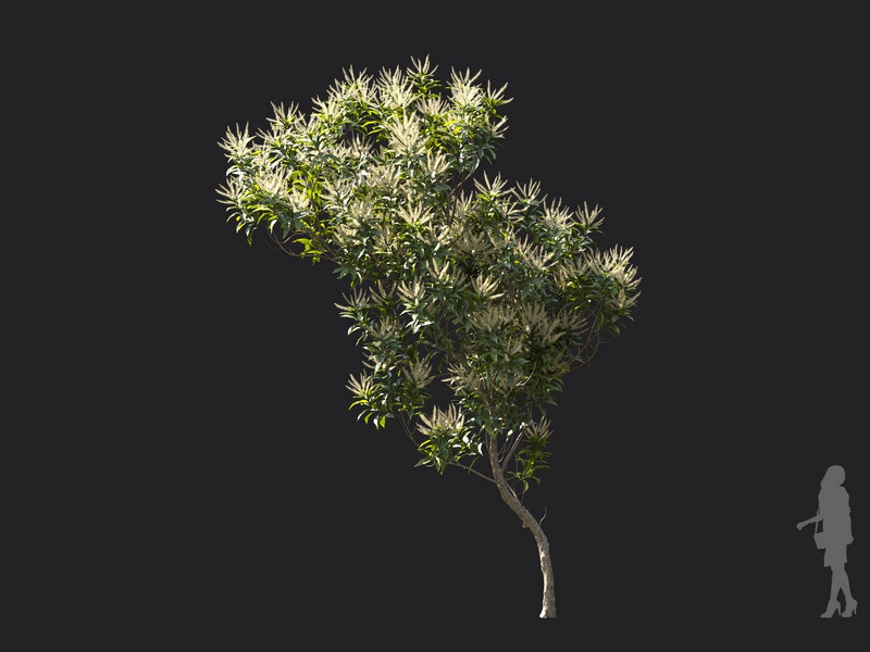Maxtree - Plant Models Vol.119