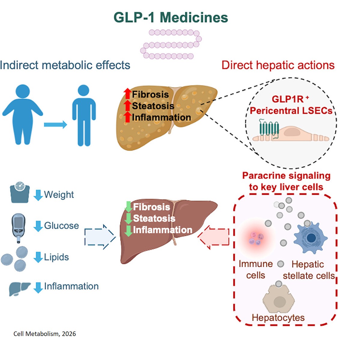 GLP-1 medicine improves liver health independent of weight loss