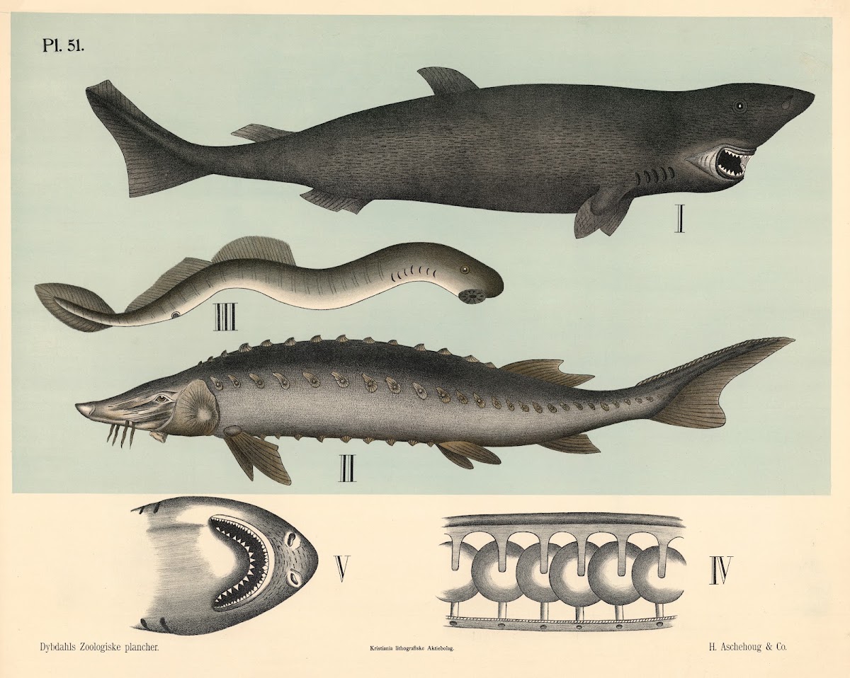 Fisk Bruskfisk 1881
