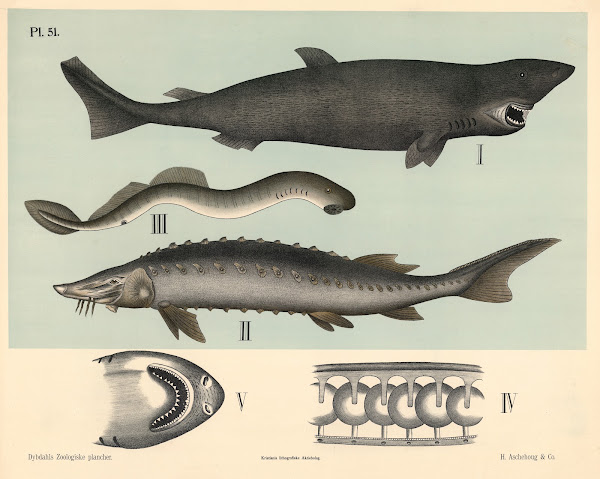 Fisk Bruskfisk 1881