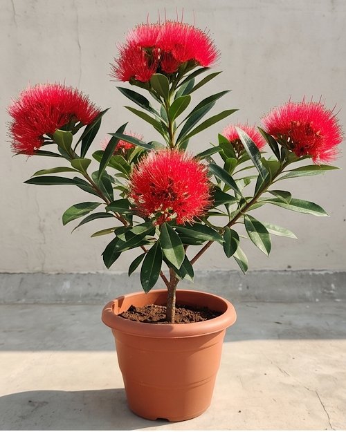 First Love Red Plant