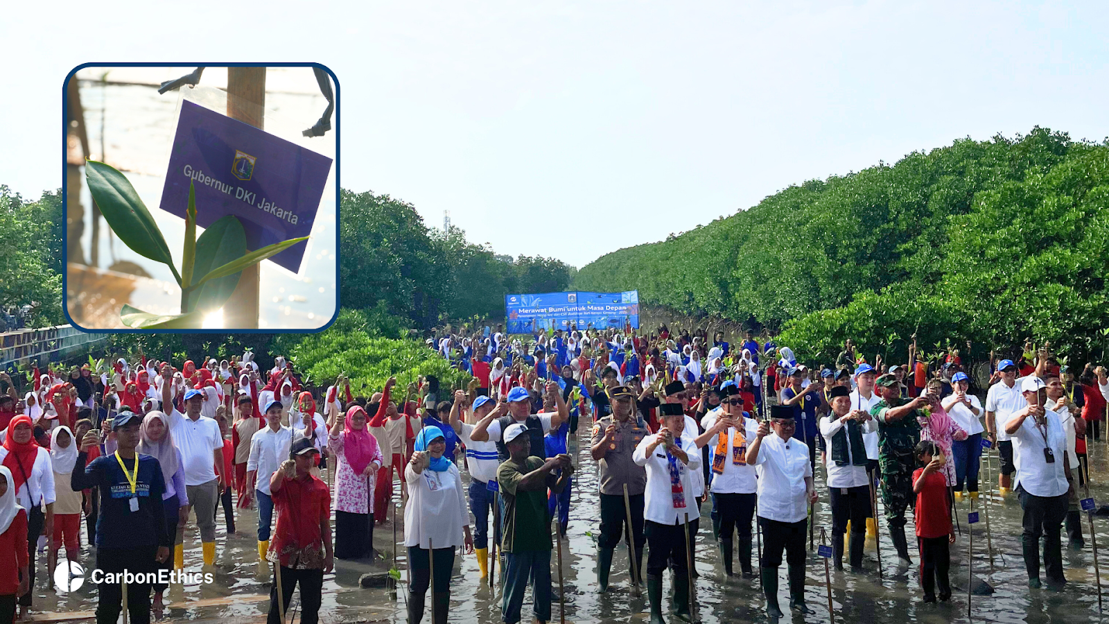 A large group of participants, including Jakarta Governor Pramono Anung and representatives from Transjakarta, standing in shallow water while holding mangrove seedlings at a restoration site in Kepulauan Seribu. A close-up inset shows a mangrove sapling labeled “Gubernur DKI Jakarta.”