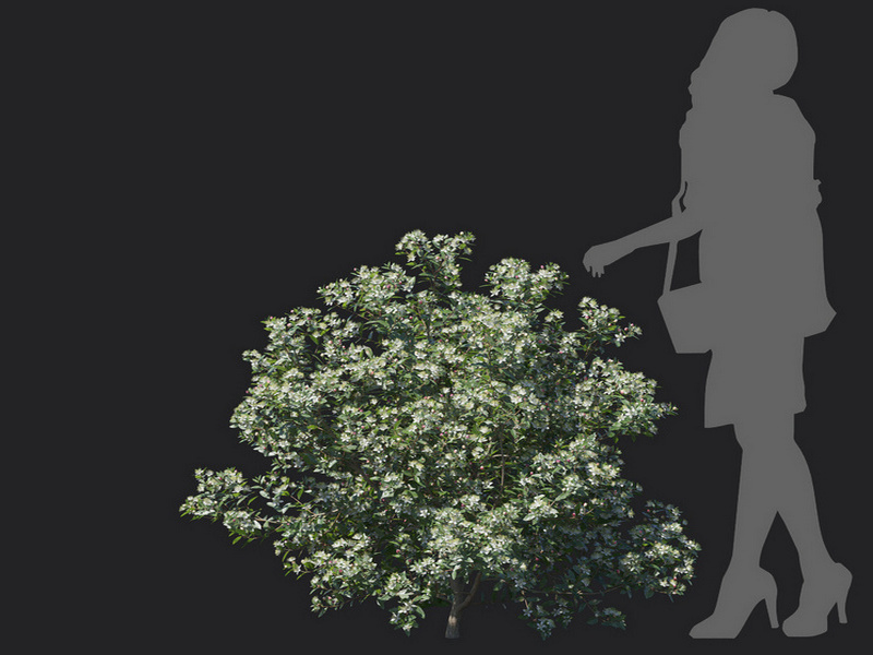 Maxtree - Plant Models Vol.129