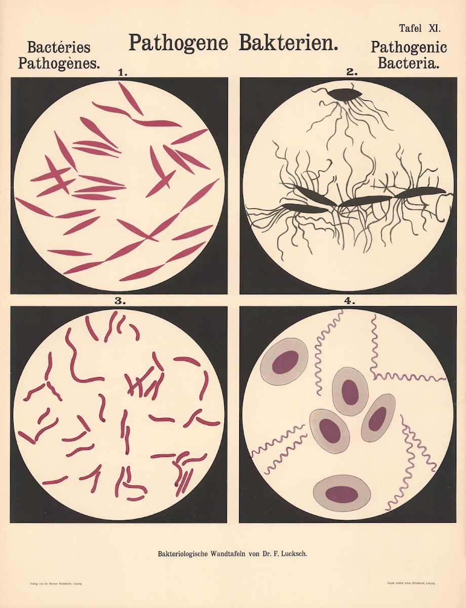Pathogenic Bacteria Pl11 19th20th century