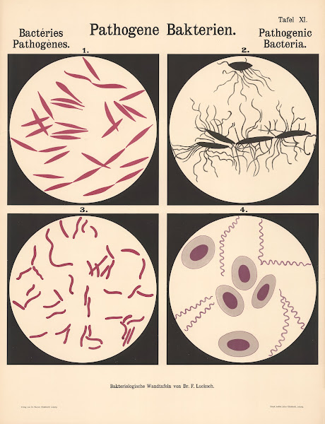 Pathogenic Bacteria Pl11 19th20th century